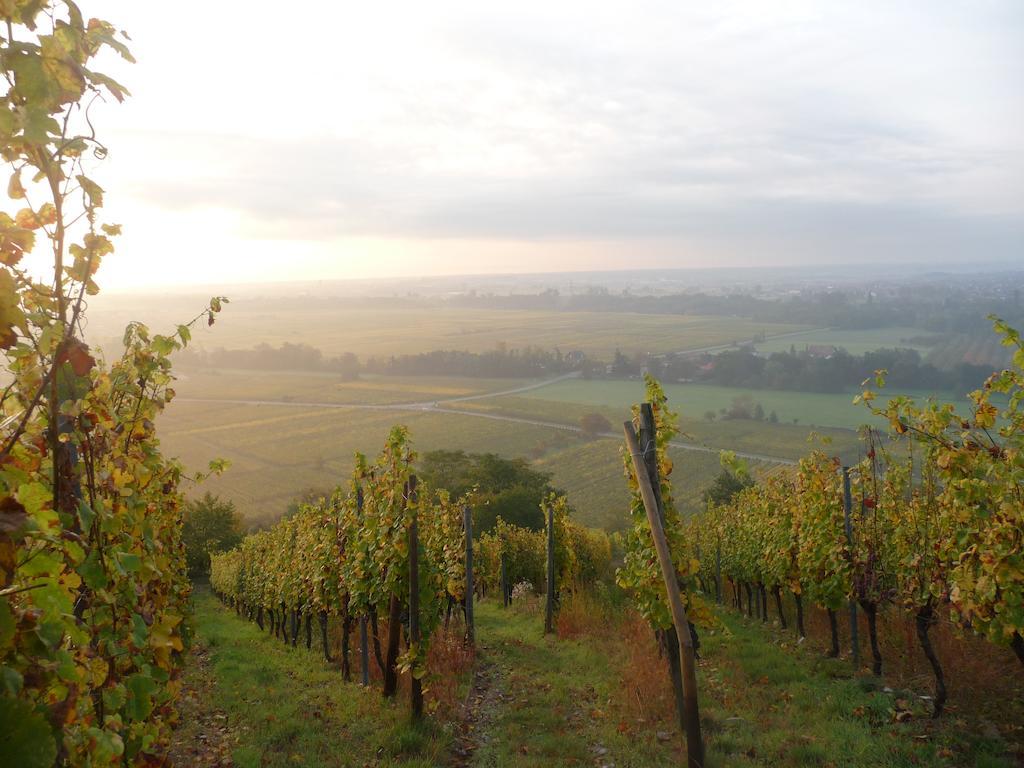 Appartamento Vignobles Frey-Sohler Scherwiller Esterno foto