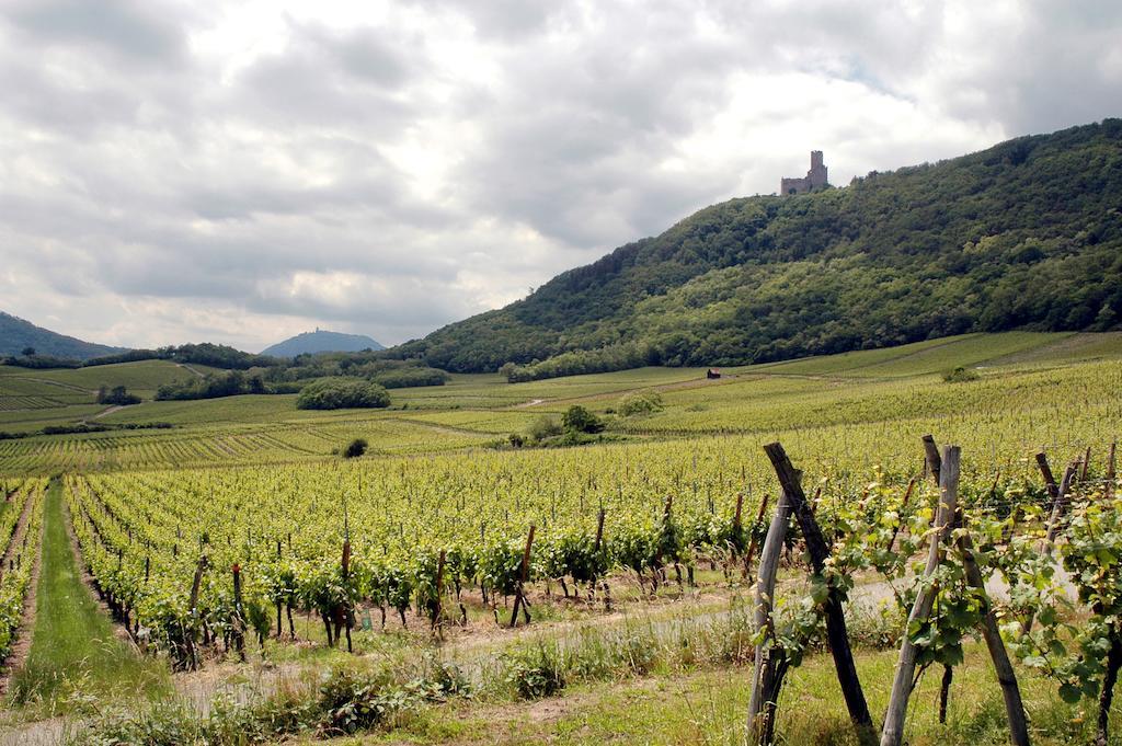 Appartamento Vignobles Frey-Sohler Scherwiller Esterno foto
